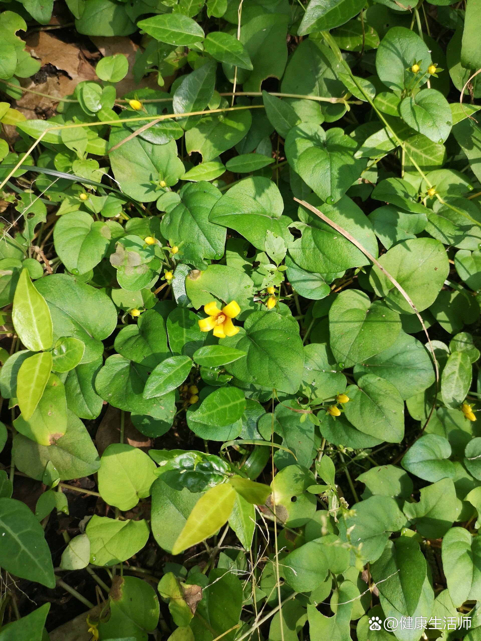 野生小过路黄草药图片