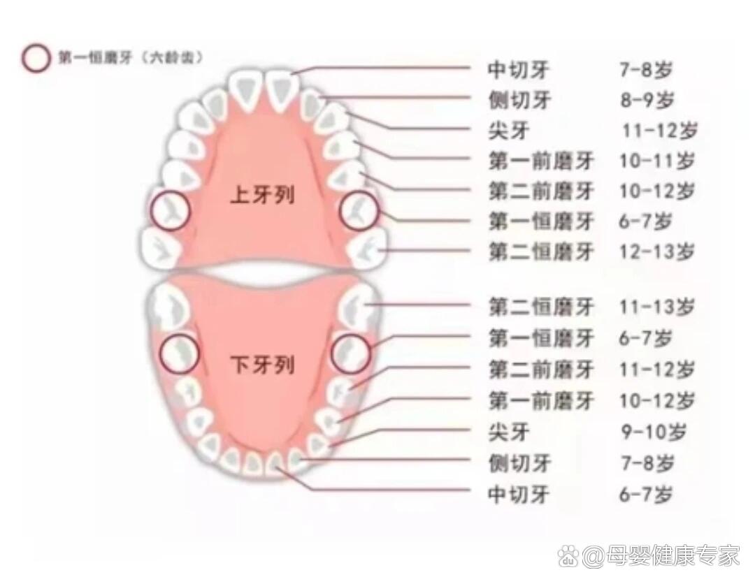 小孩哪些牙齿会换图片