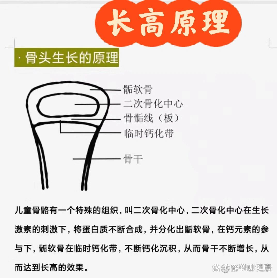 骨头04图片,孩子长高主要长四肢长骨,孩子骨关节里有一个骨骺板地方