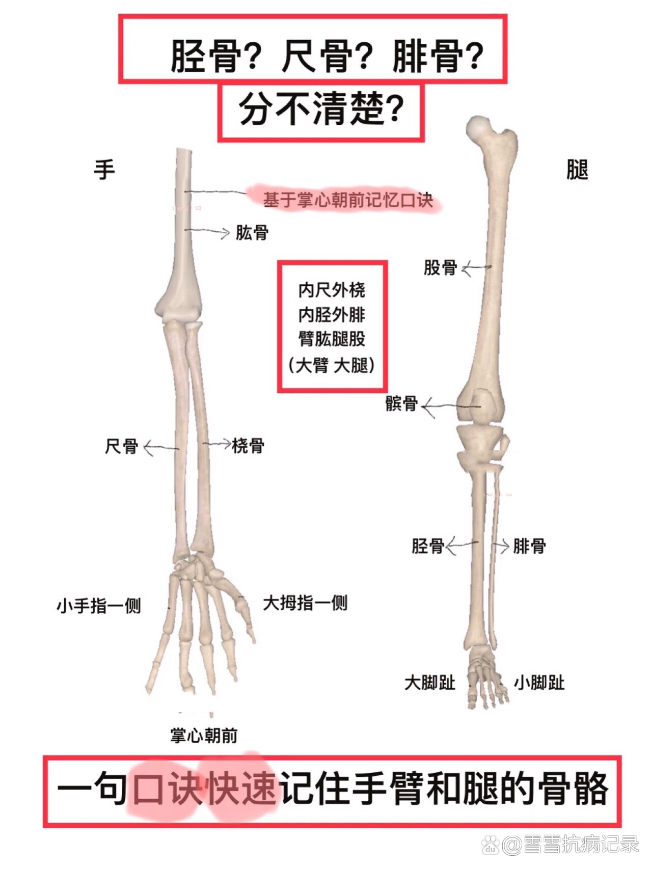 人体手臂关节名称图图片