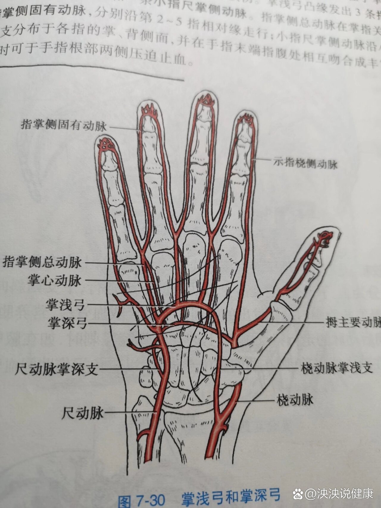 手部血管神经解剖图解图片