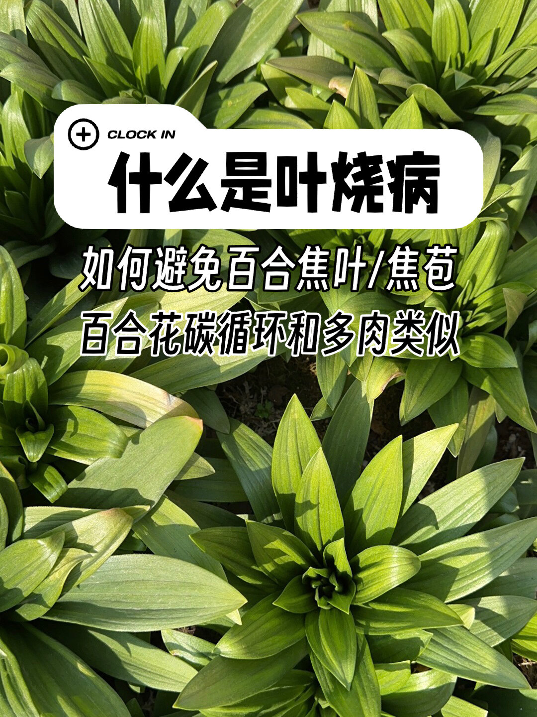 叶烧病科普-如何避免百合花焦叶/焦心/焦苞