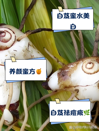 白芨泡蜂蜜有什么作用和功效