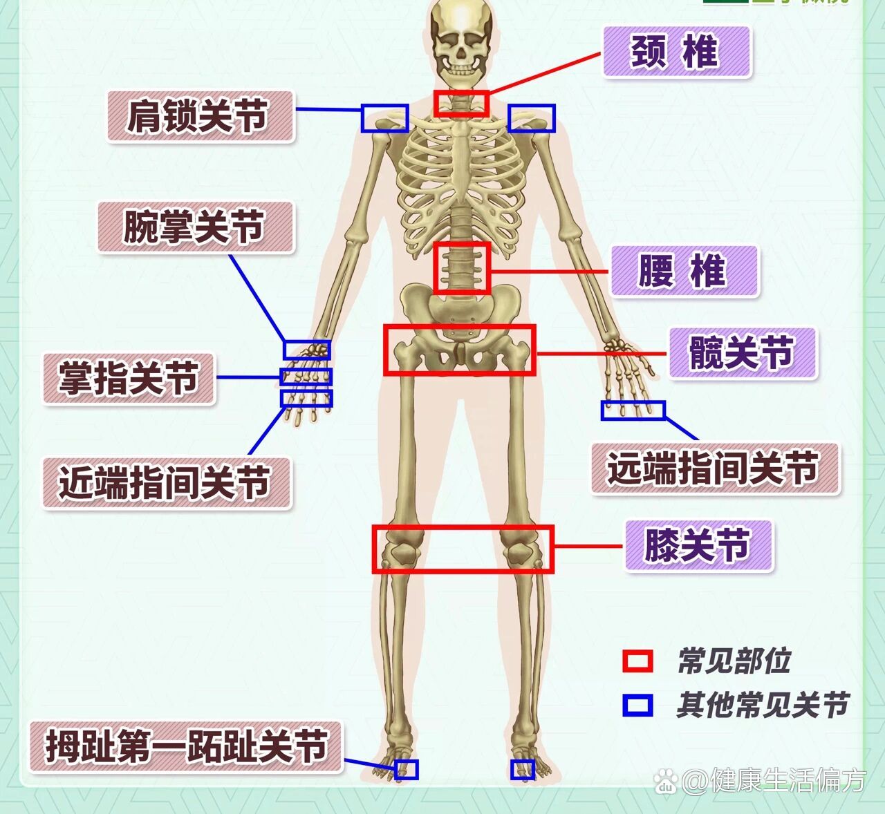 上下关节突关节结构图图片