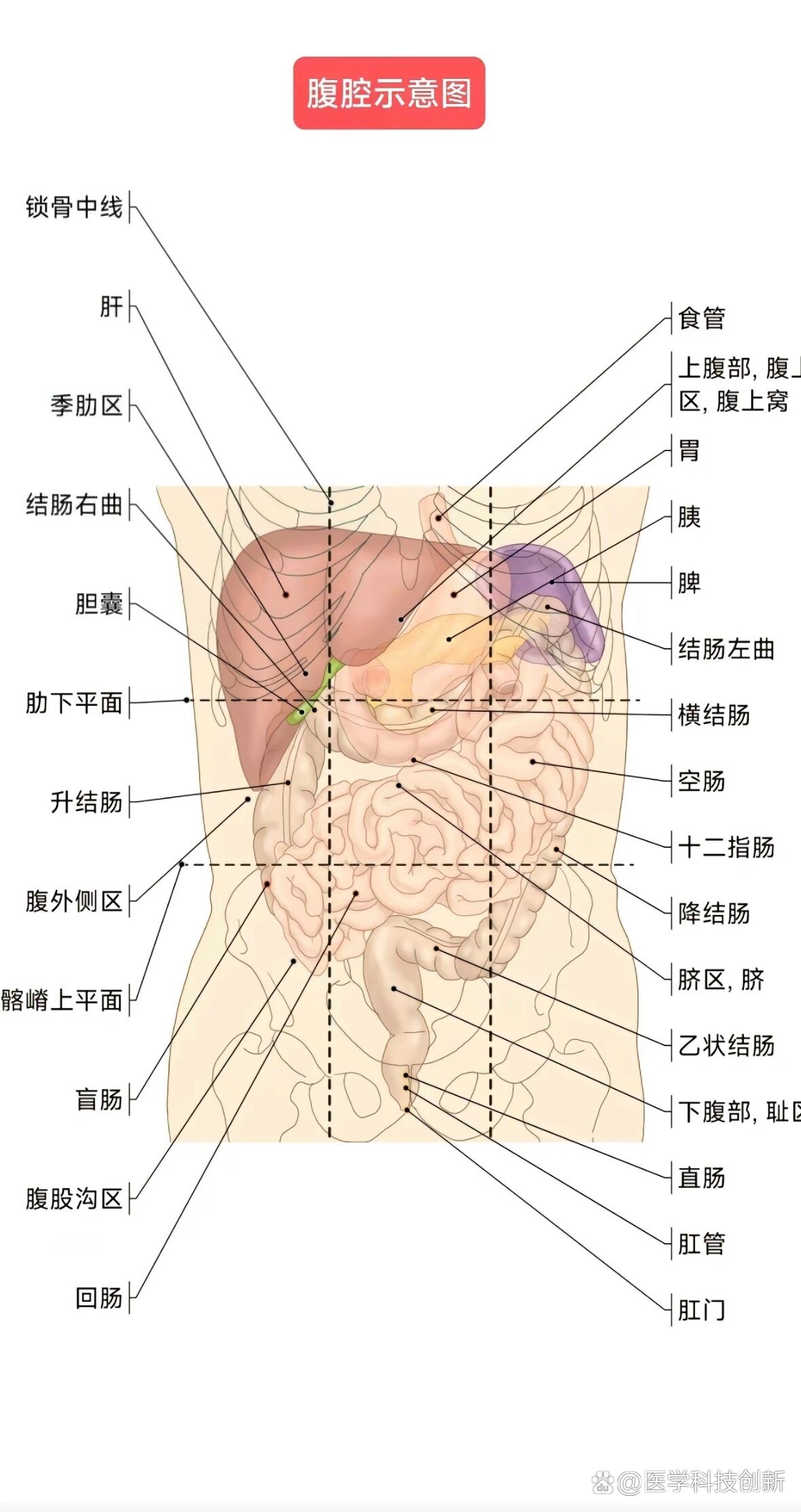 腹部解剖示意图