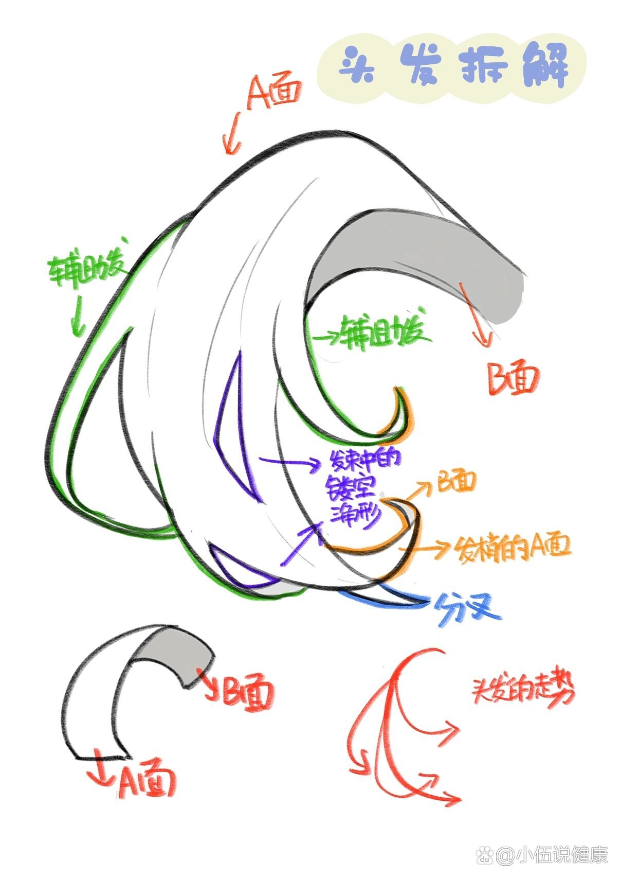 头发的结构(超详细分解)