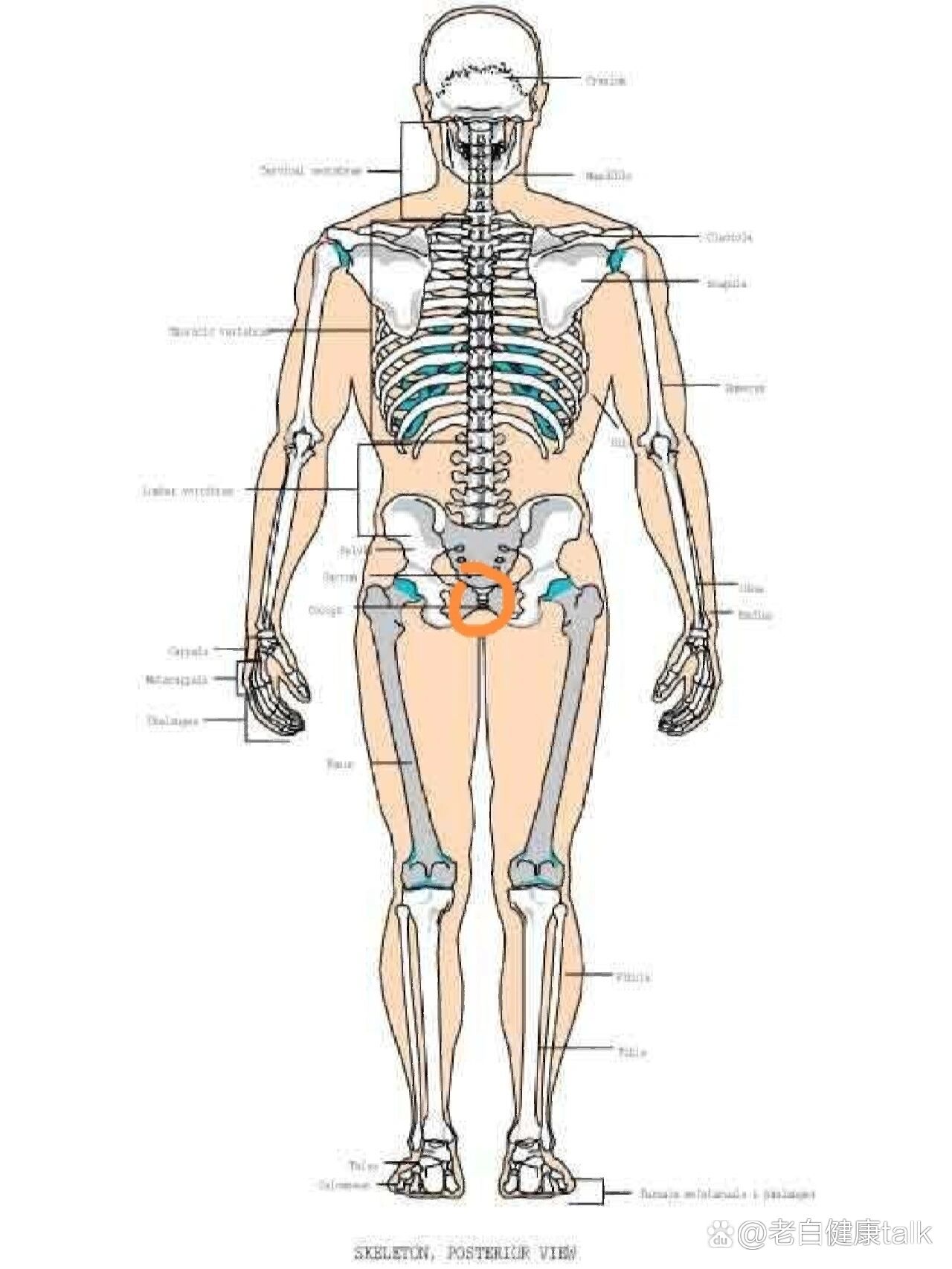 人体尾巴骨准确位置图图片
