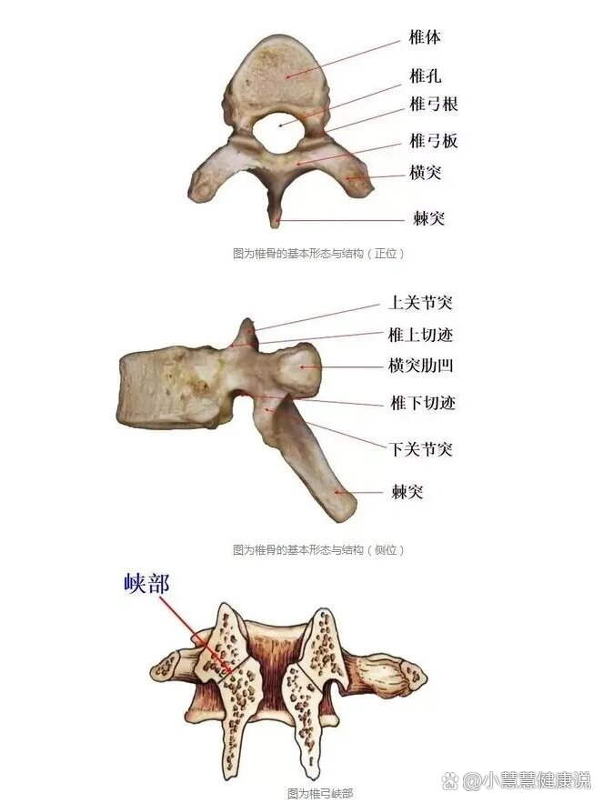 椎板位置图片