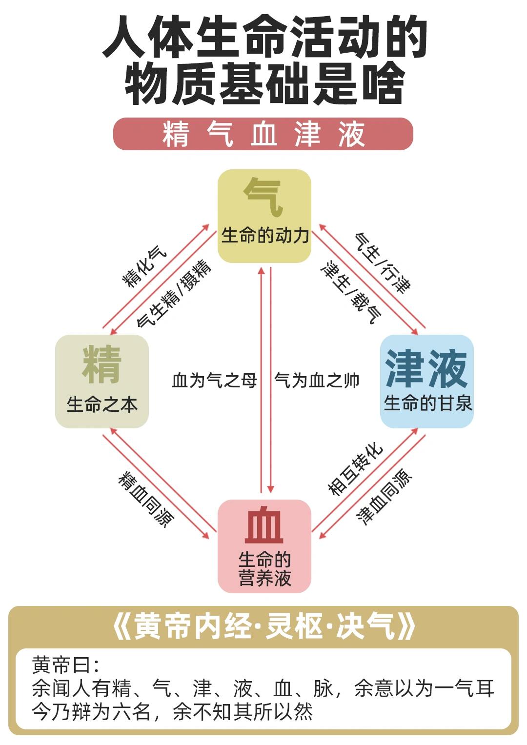 中医养生基础知识:精,气,血津液的关系