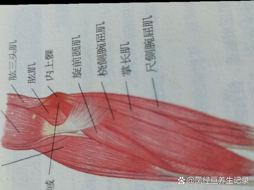 肱骨内上髁炎的治疗图片