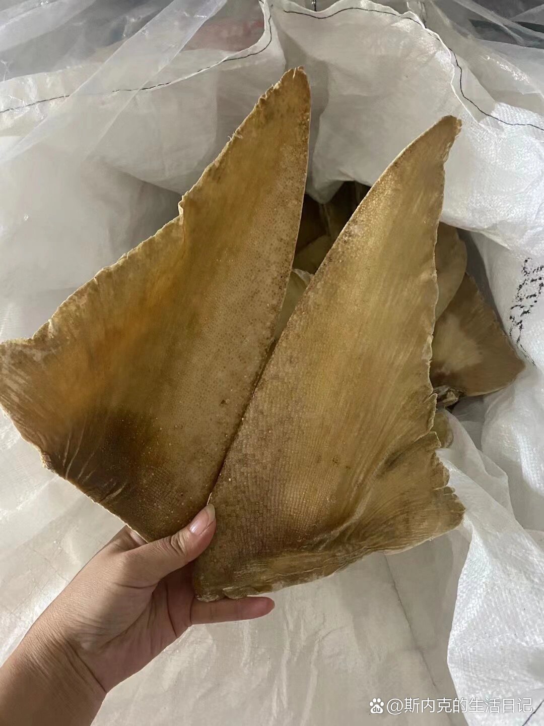 鱼翅的功效与作用