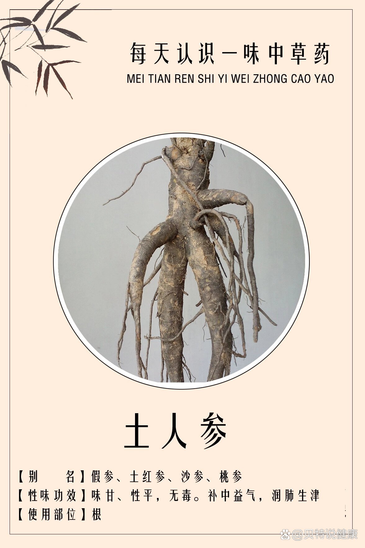 每天认识一味中药材【第17期】土人参