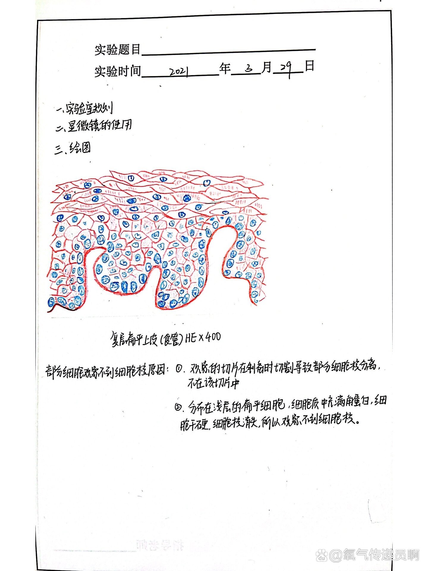 复层扁平上皮绘图