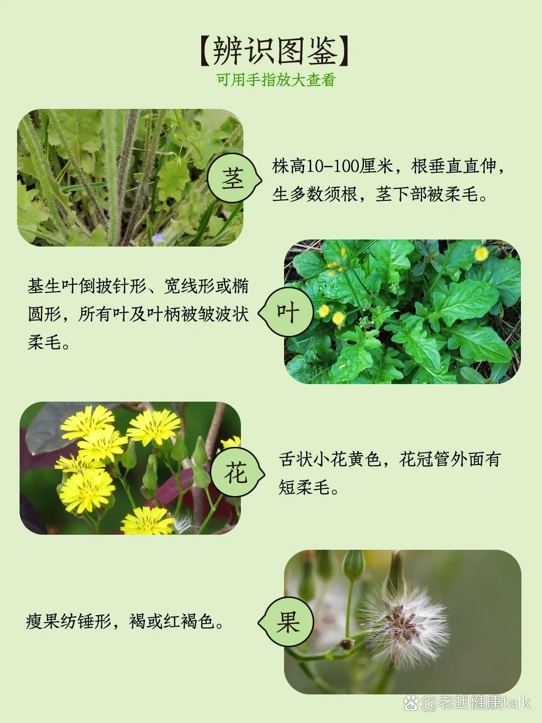 018|黄鹌菜又称还阳草,嫩芽,茎,花蕾可食用