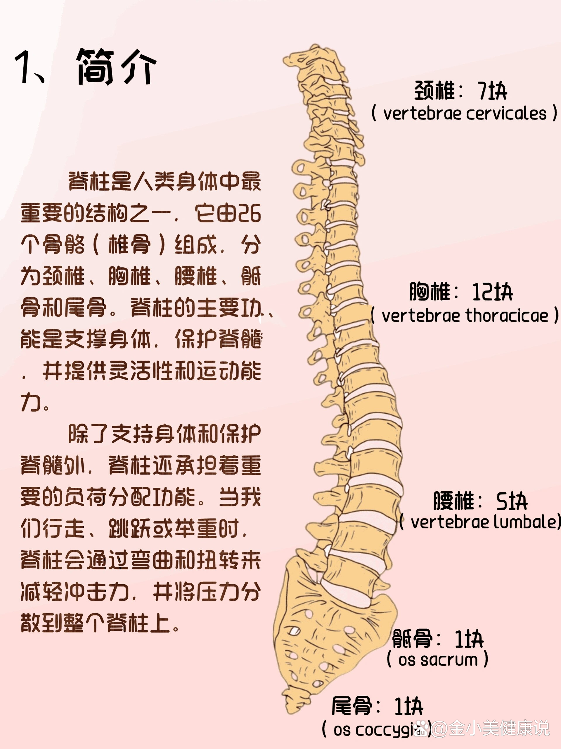 带你认识脊柱