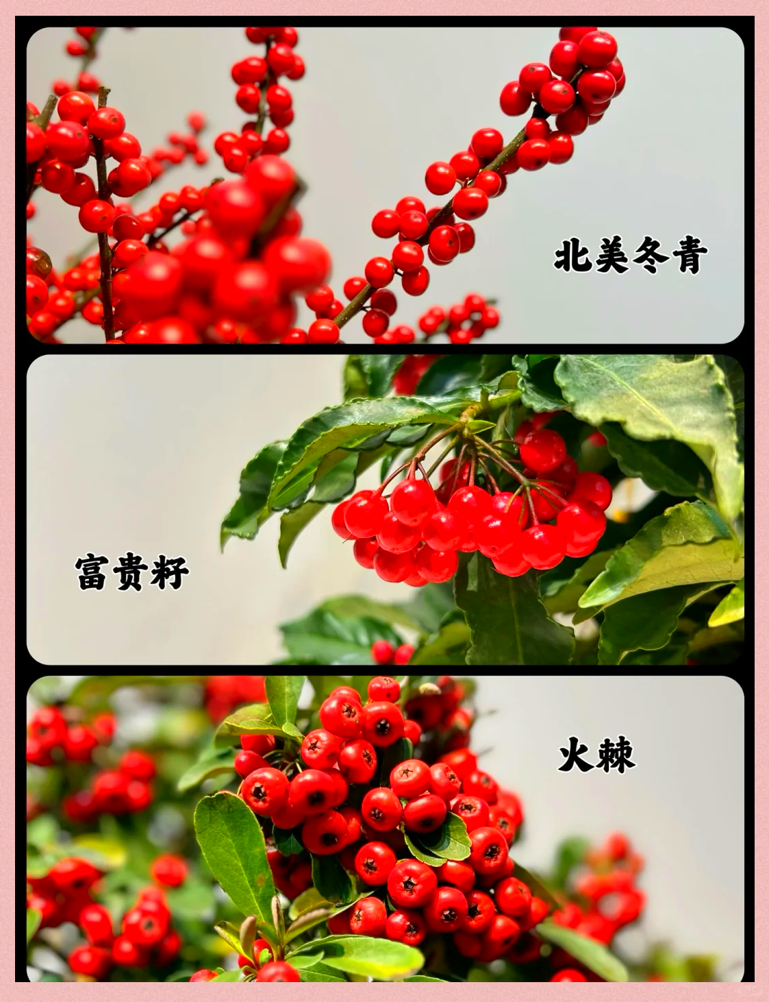 红果冬青和铁冬青的区别