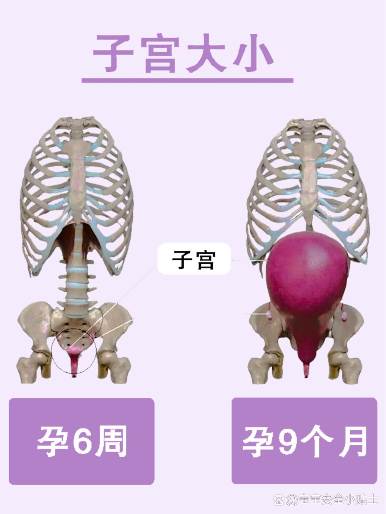 女性怀孕后子宫大小对比图