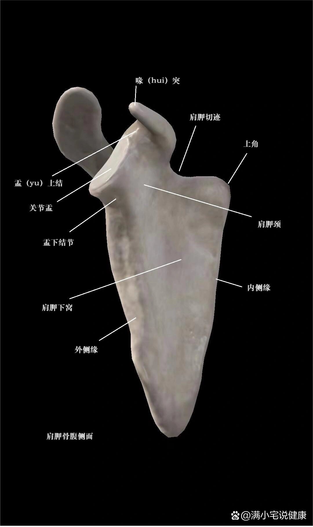 肩胛骨