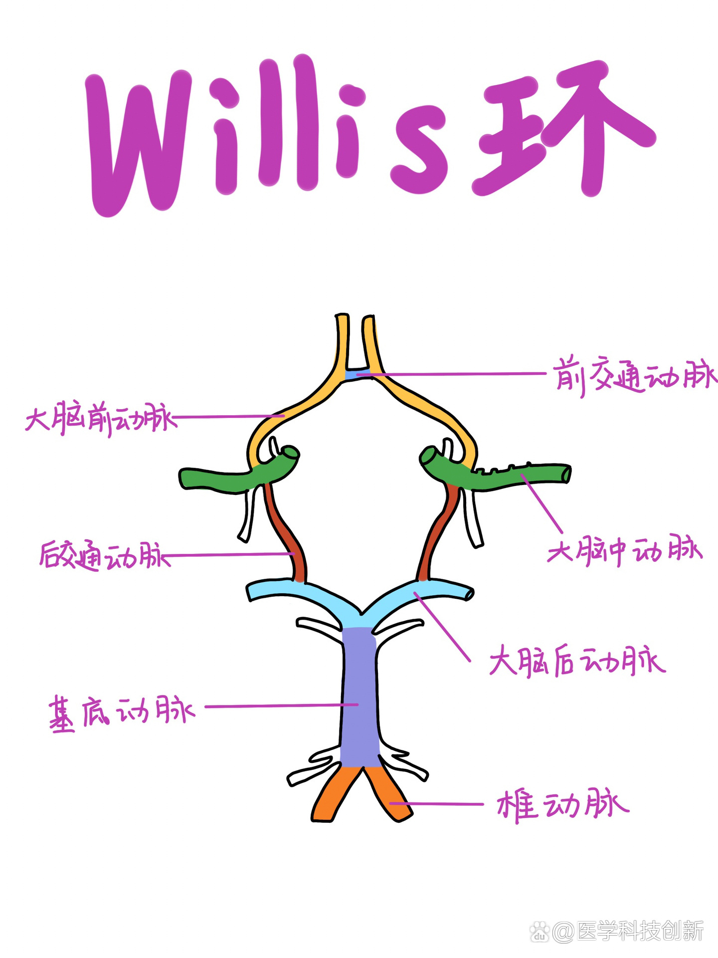 区分了解一下它的主干动脉 br 7415新的一年画画也要开始准备考研