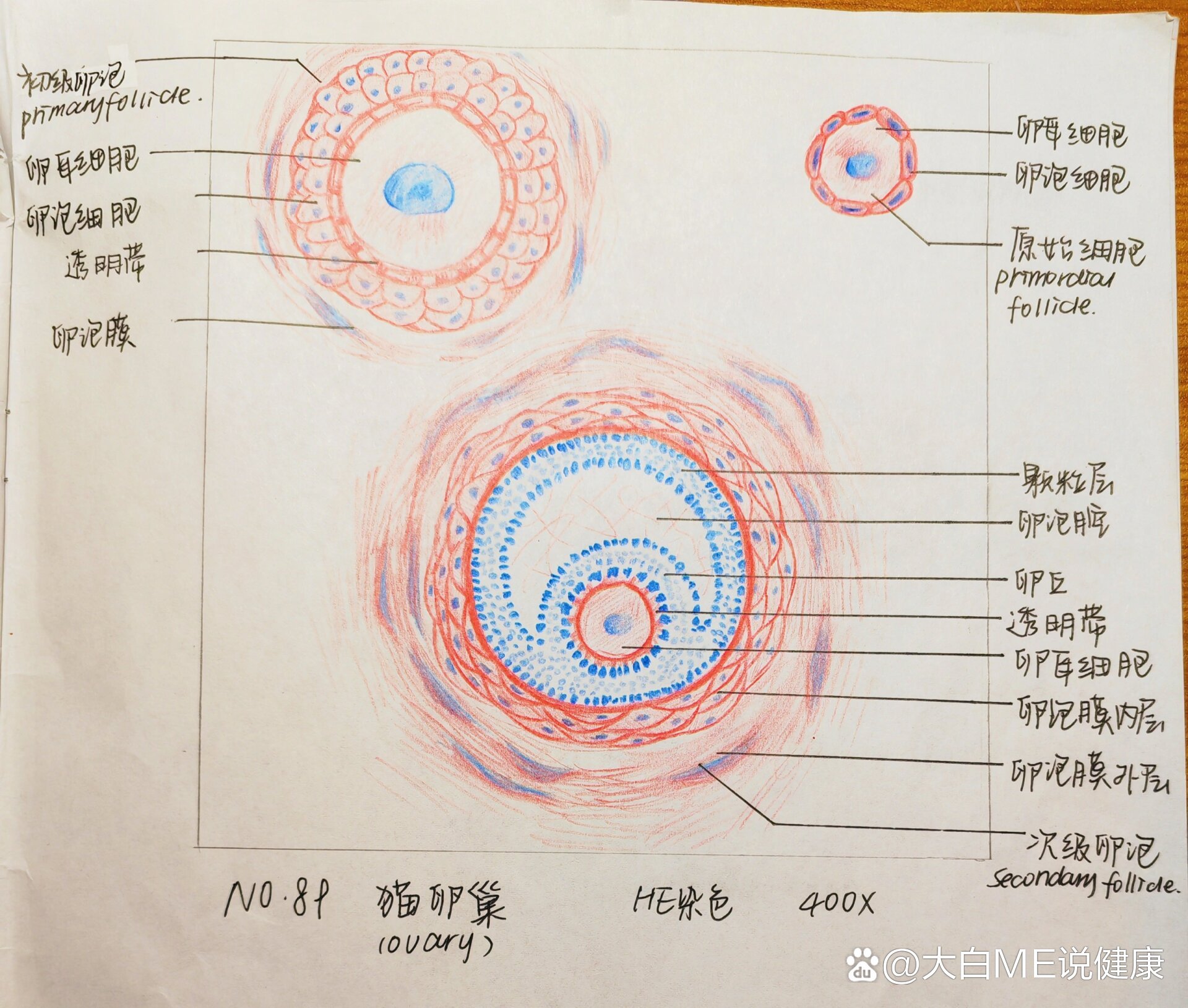 次级卵泡结构图图片