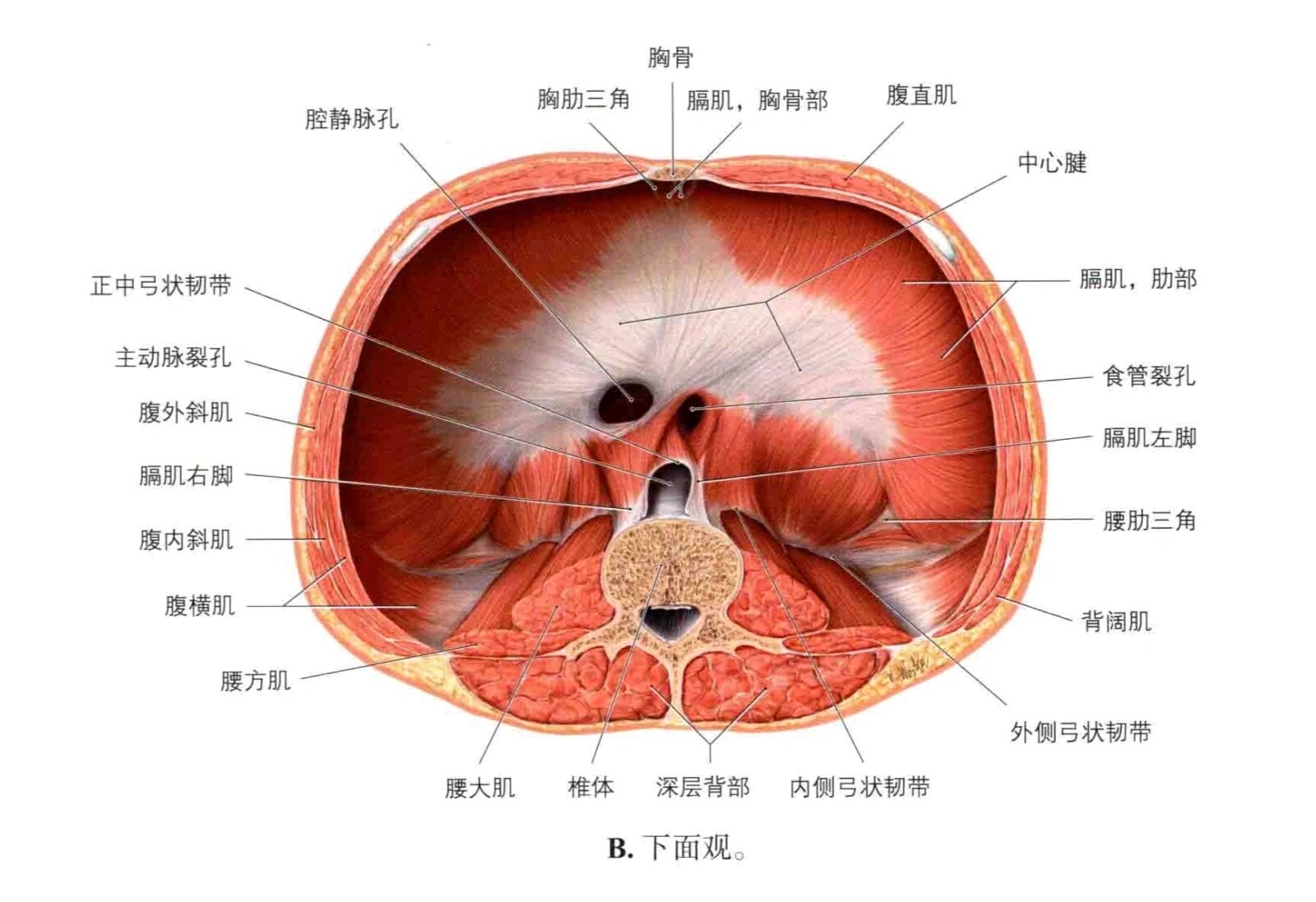 解剖笔记