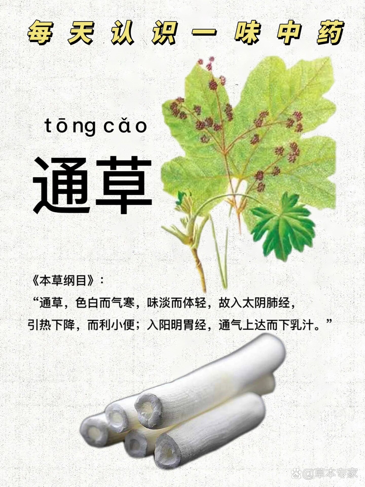 通草长啥样图片