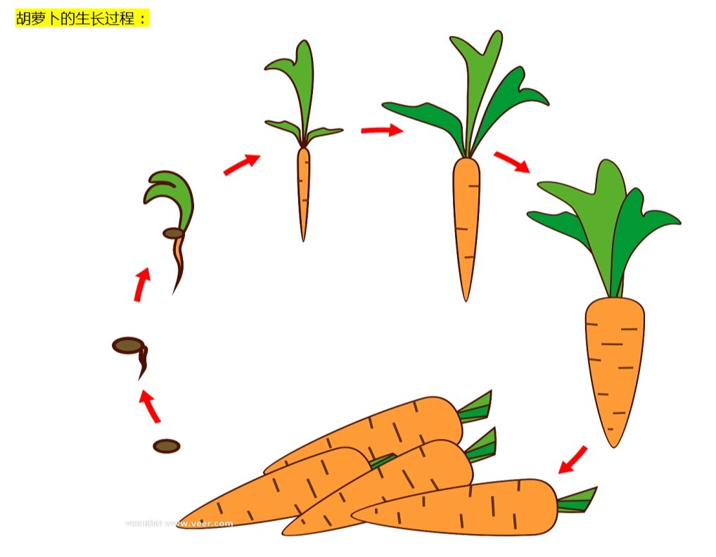 萝卜根泡水生长过程图图片