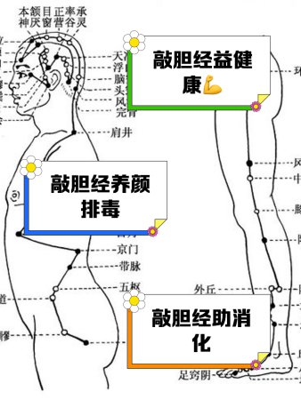 敲打胆经的功效与作用