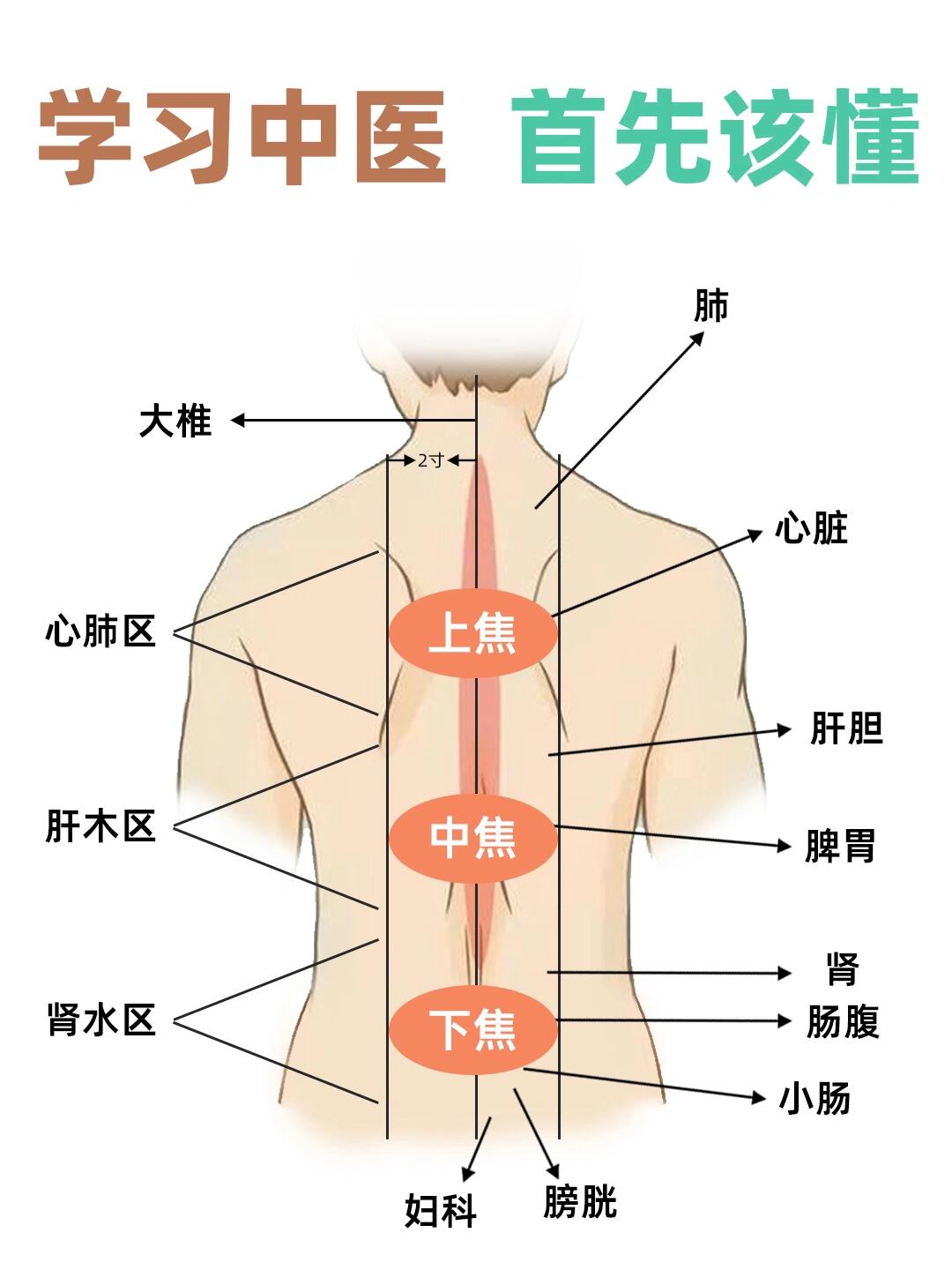 背部五脏六腑诊断图