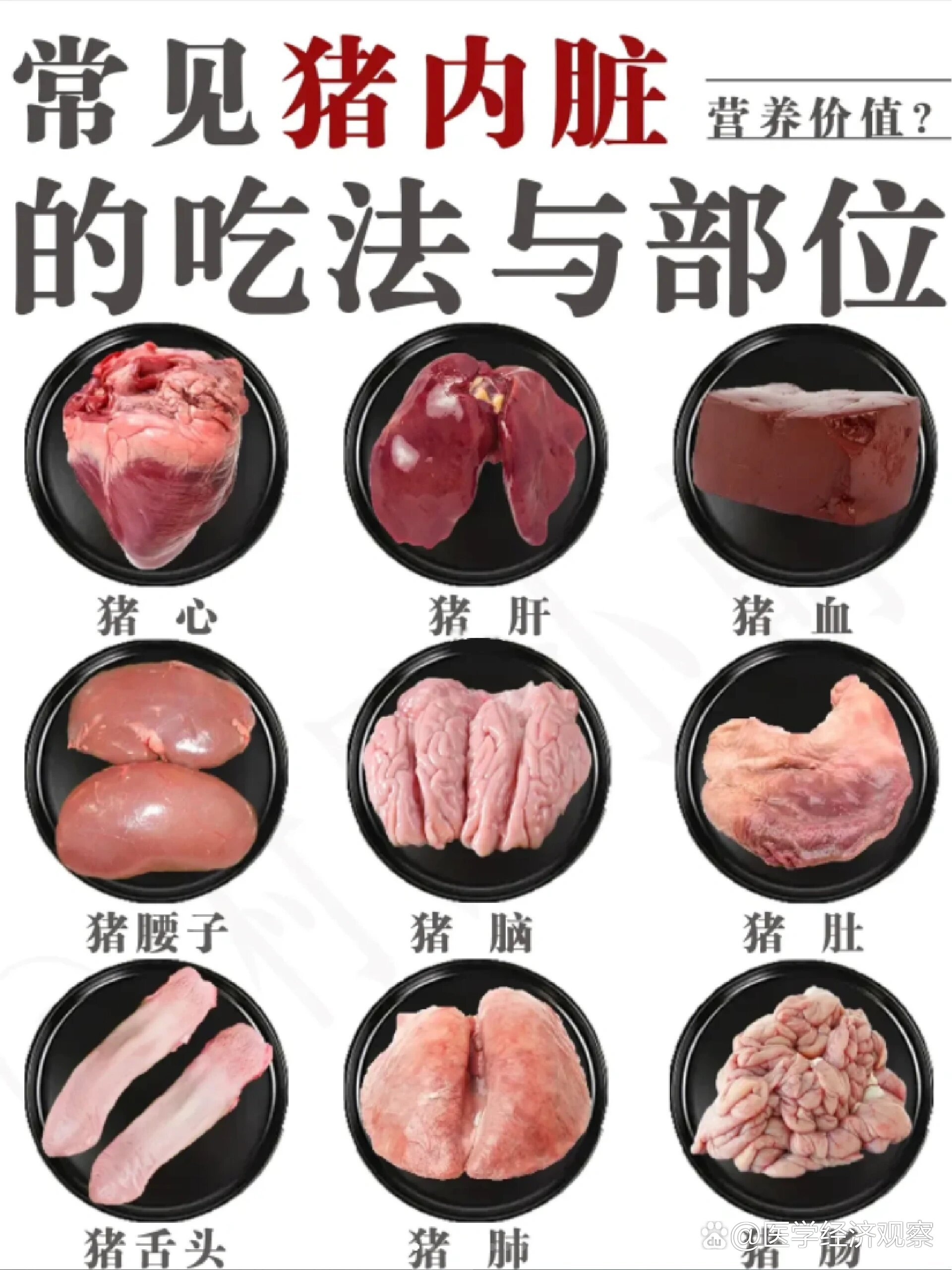 猪肺解剖图片