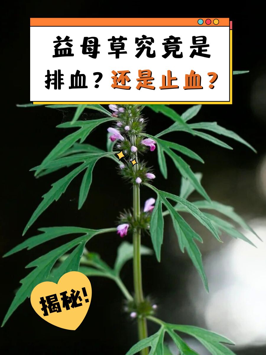 益母草究竟是排血?还是止血?