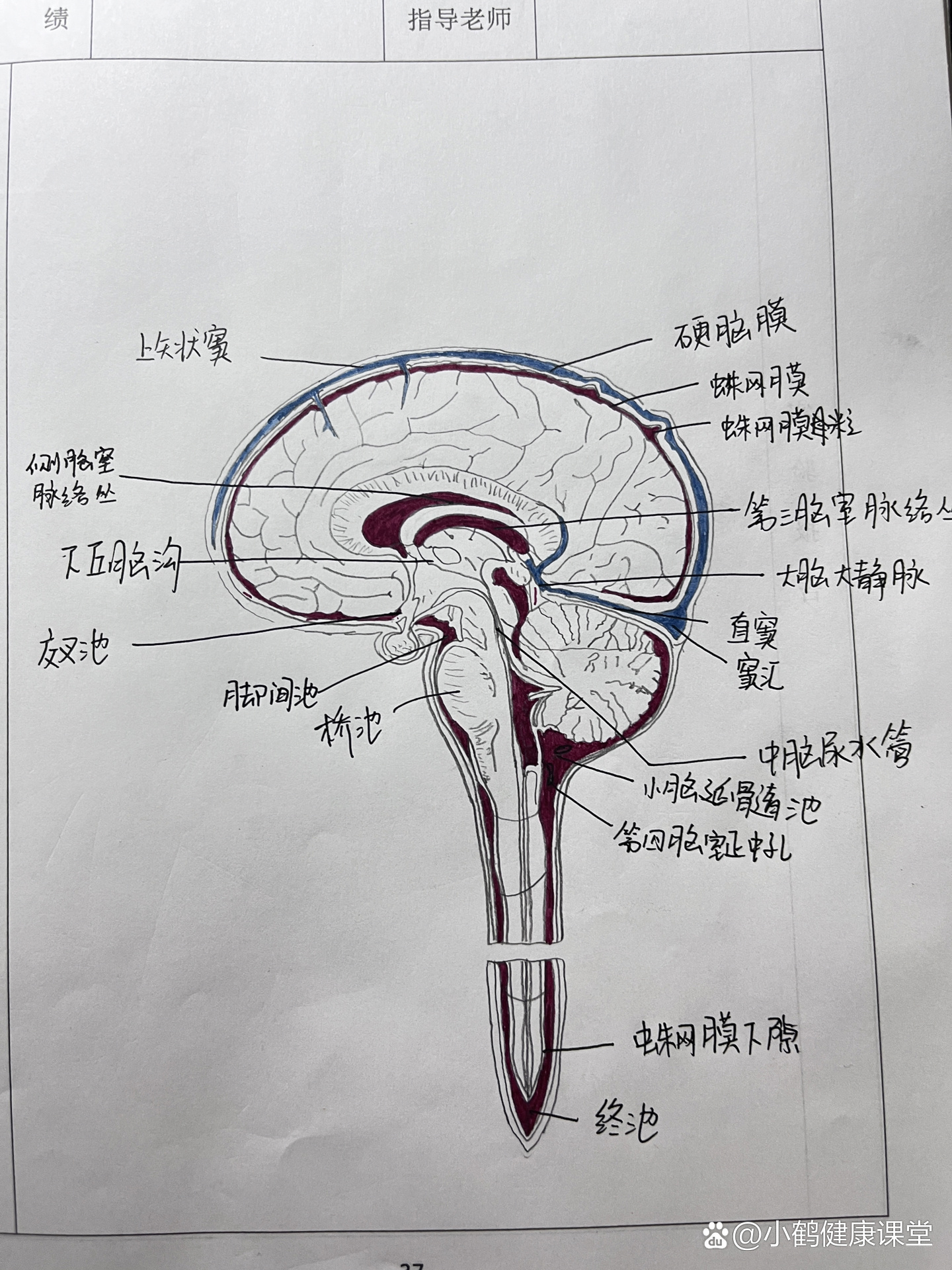 脑脊液循环模式图