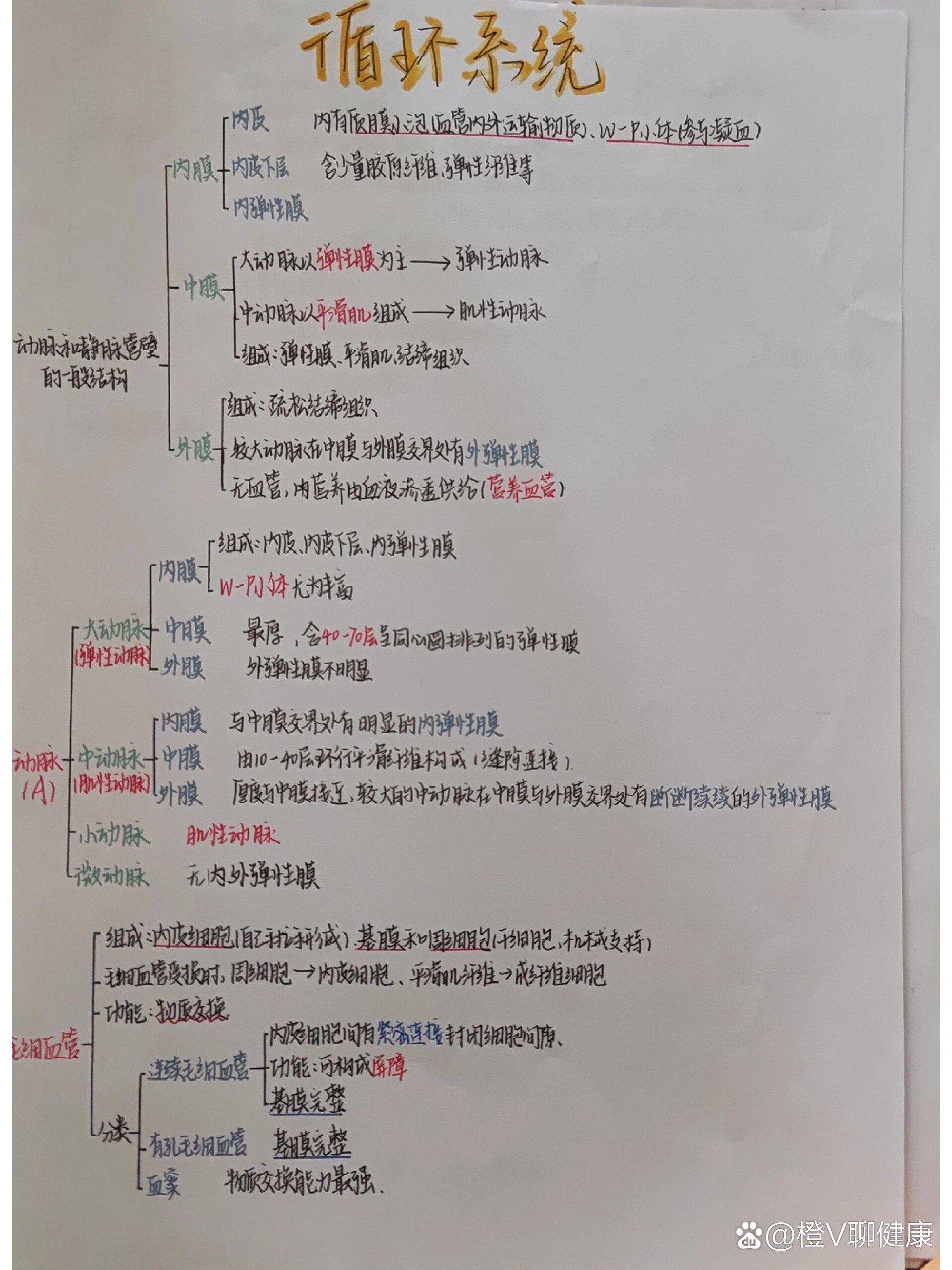 组胚血液的思维导图图片