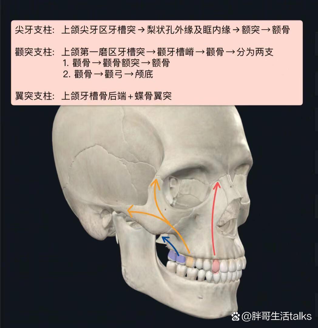 额骨眶突图片