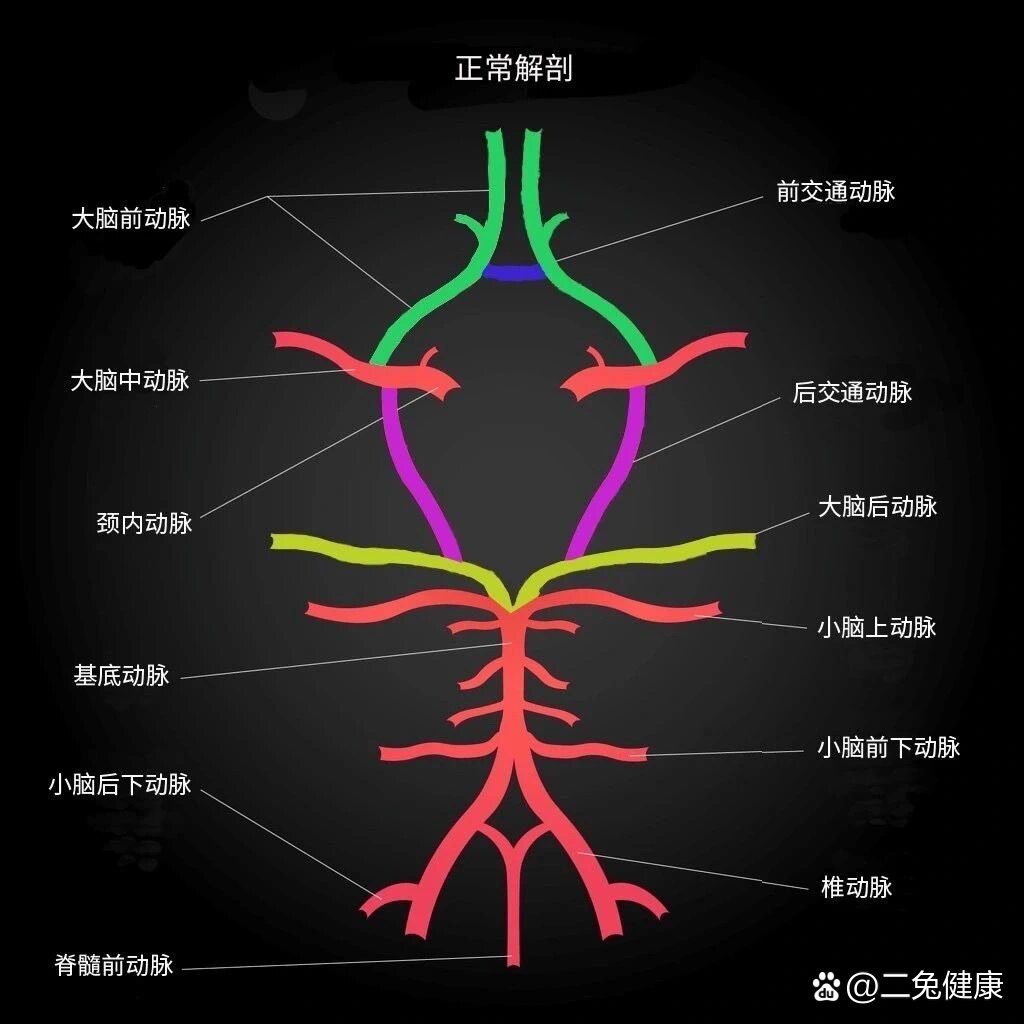 颈内动脉分段