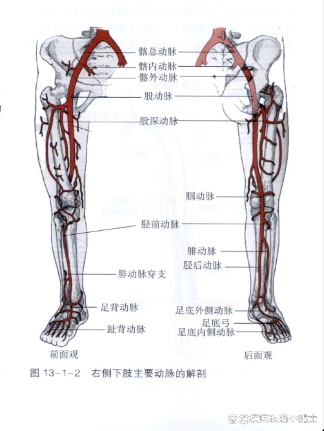 大腿股动脉位置图片图片