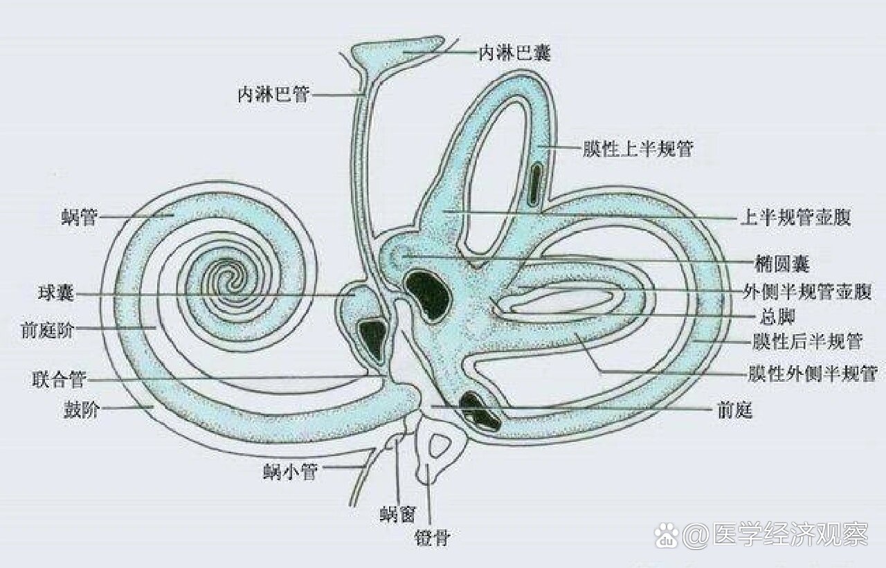 前庭球示意图图片