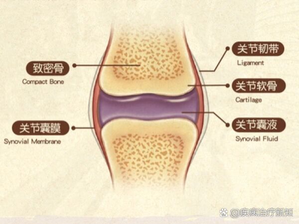 关节囊位置图片