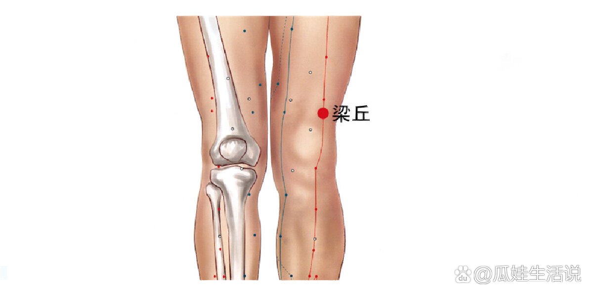 膝盖的经络图图片