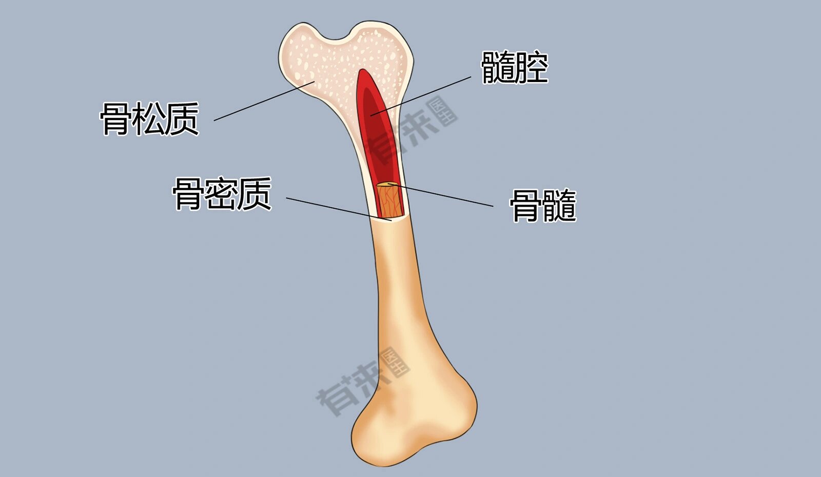 骨髓是人体的一种柔软