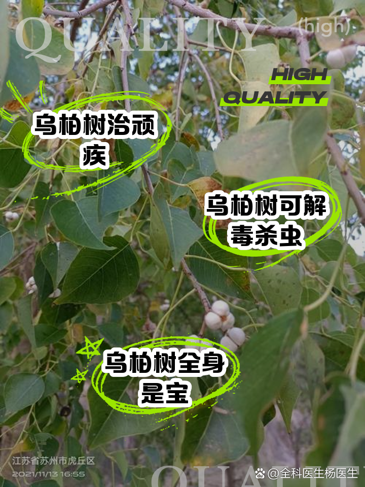 乌柏树的功效与作用