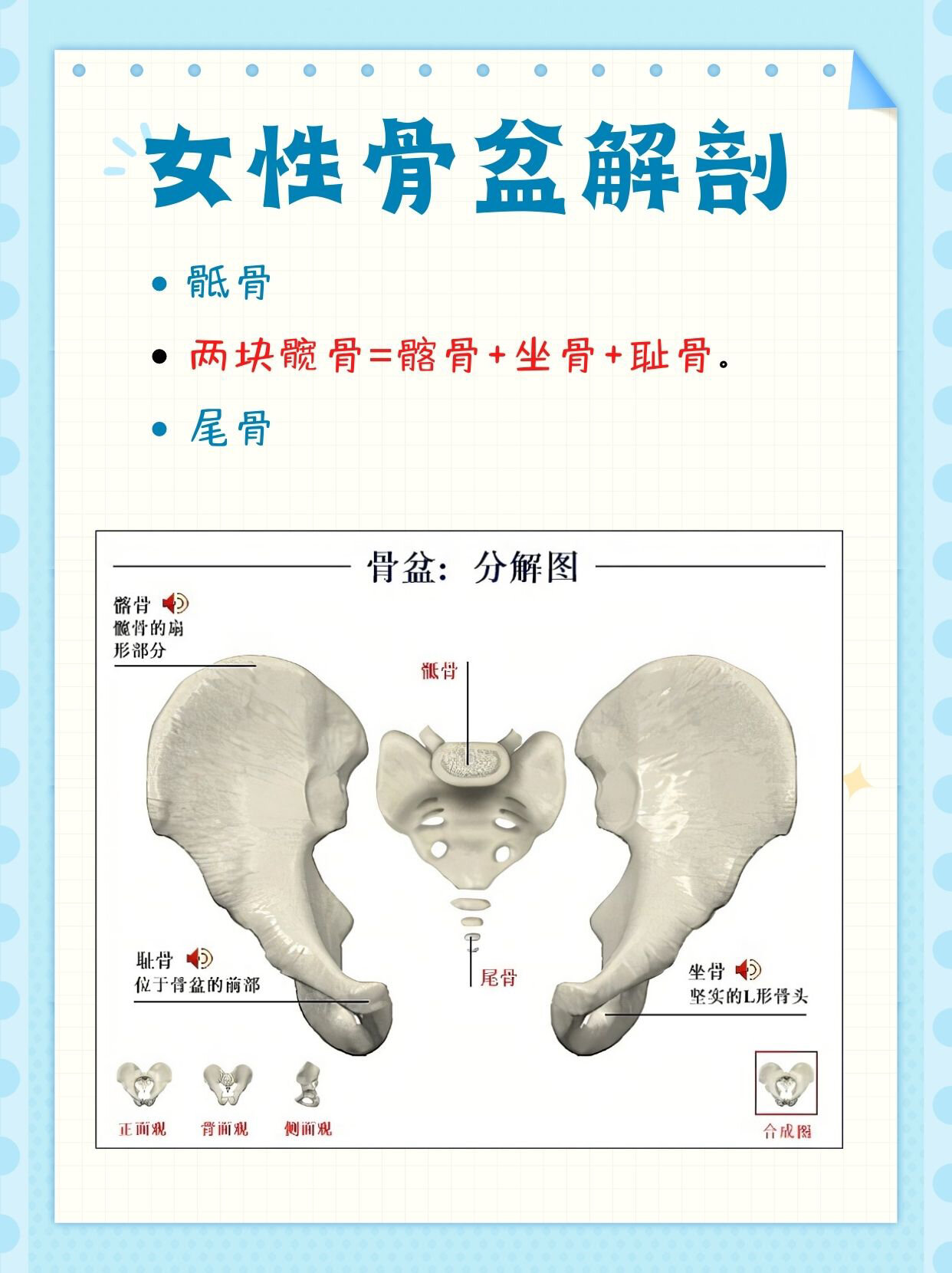 耻骨间盘图片