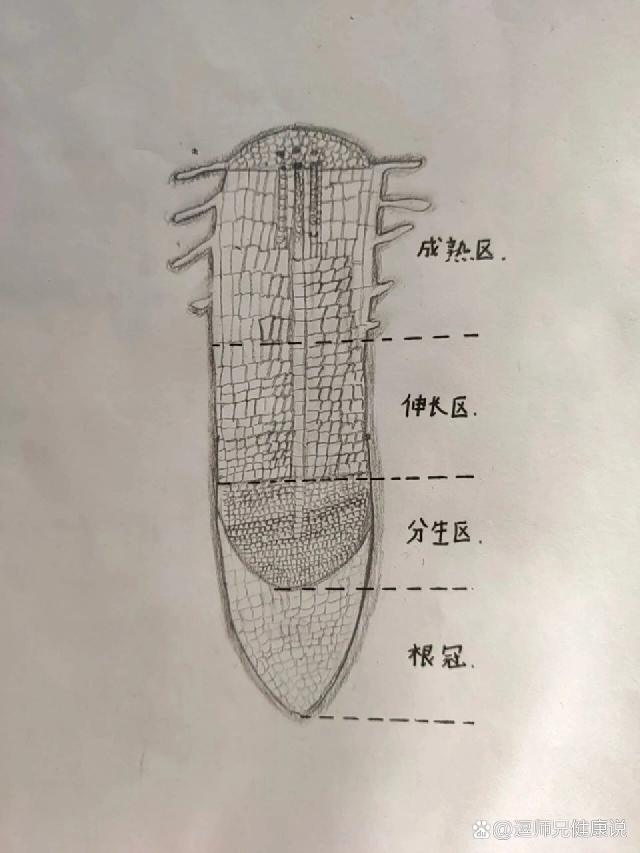 绘制——根尖示意图