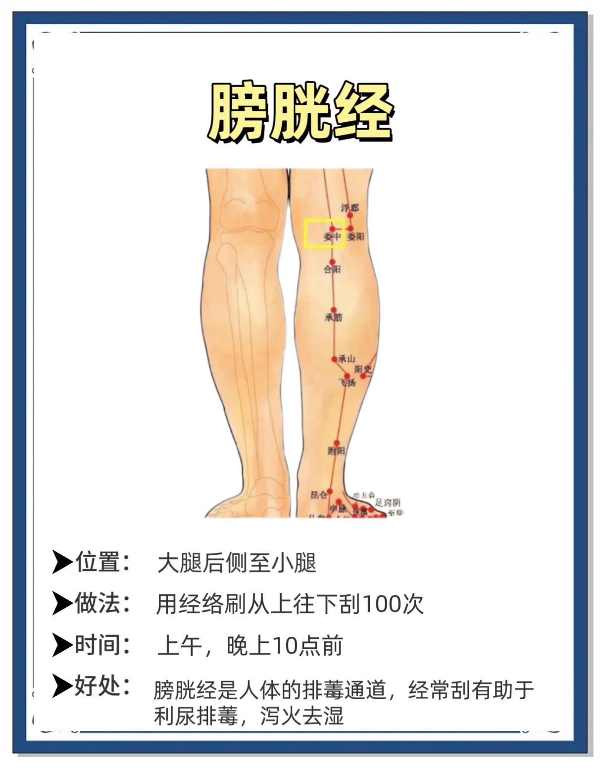 腿部刮痧必学！