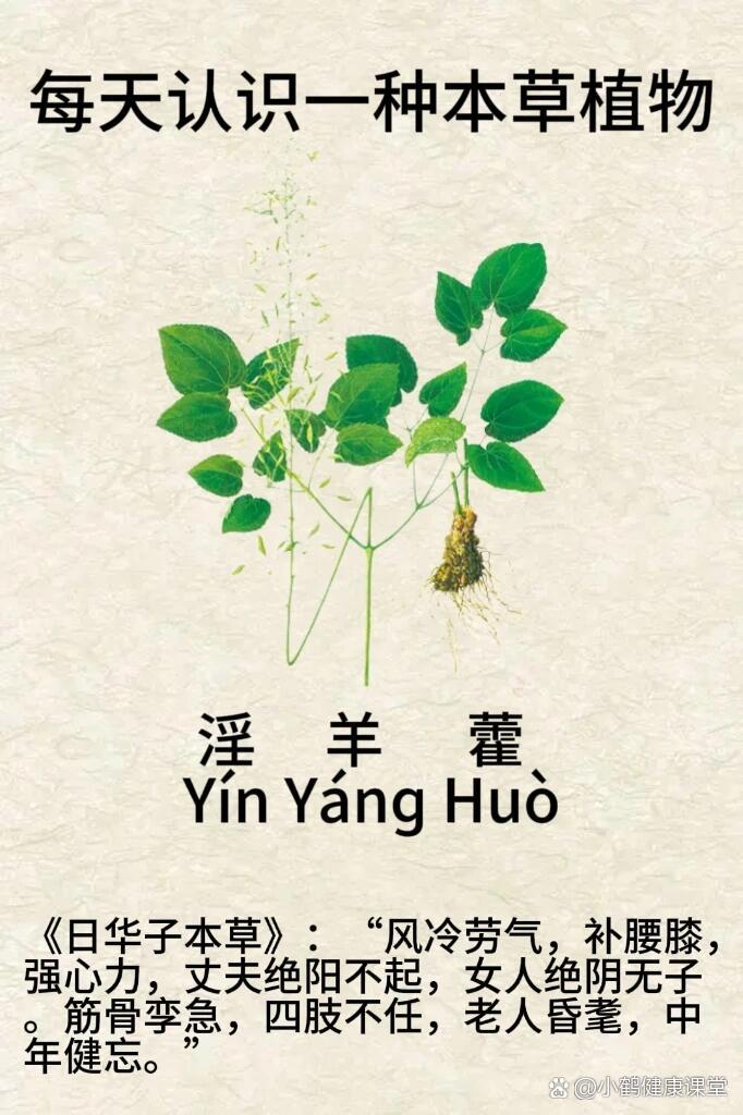 每天认识一种本草植物【淫羊藿】