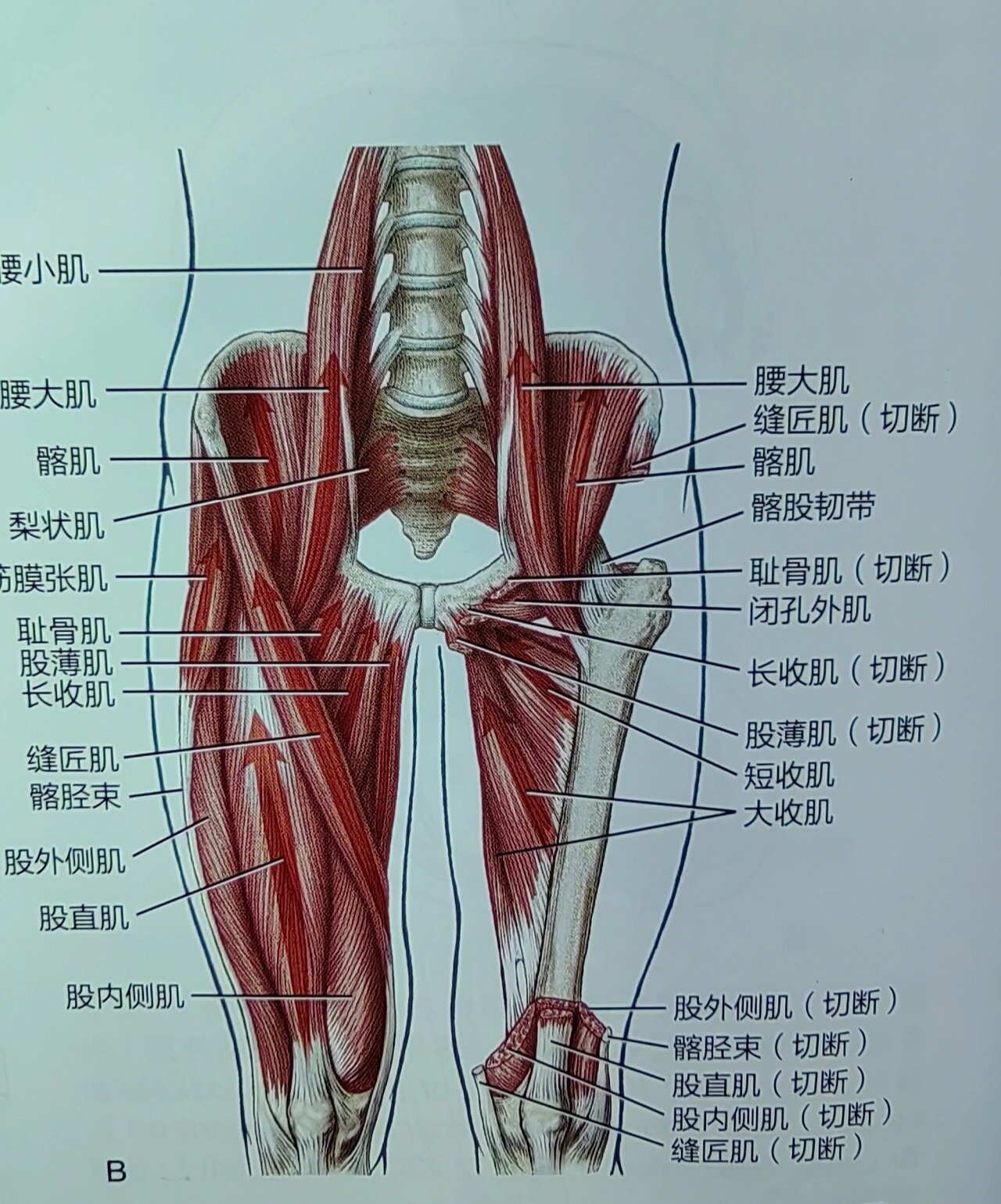 支配的肌肉            支配区 br 股直肌                   大腿