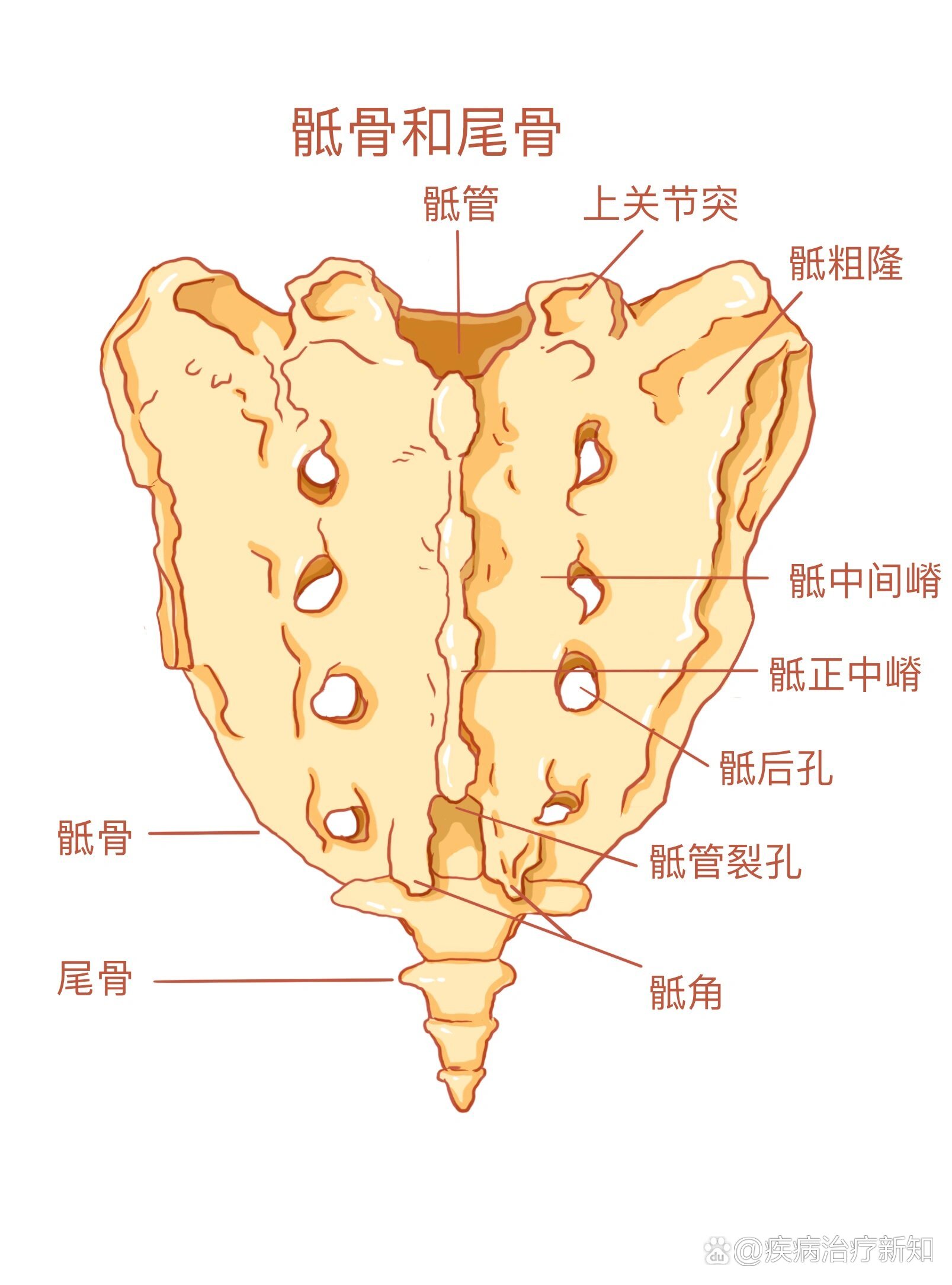 臀裂顶点图片