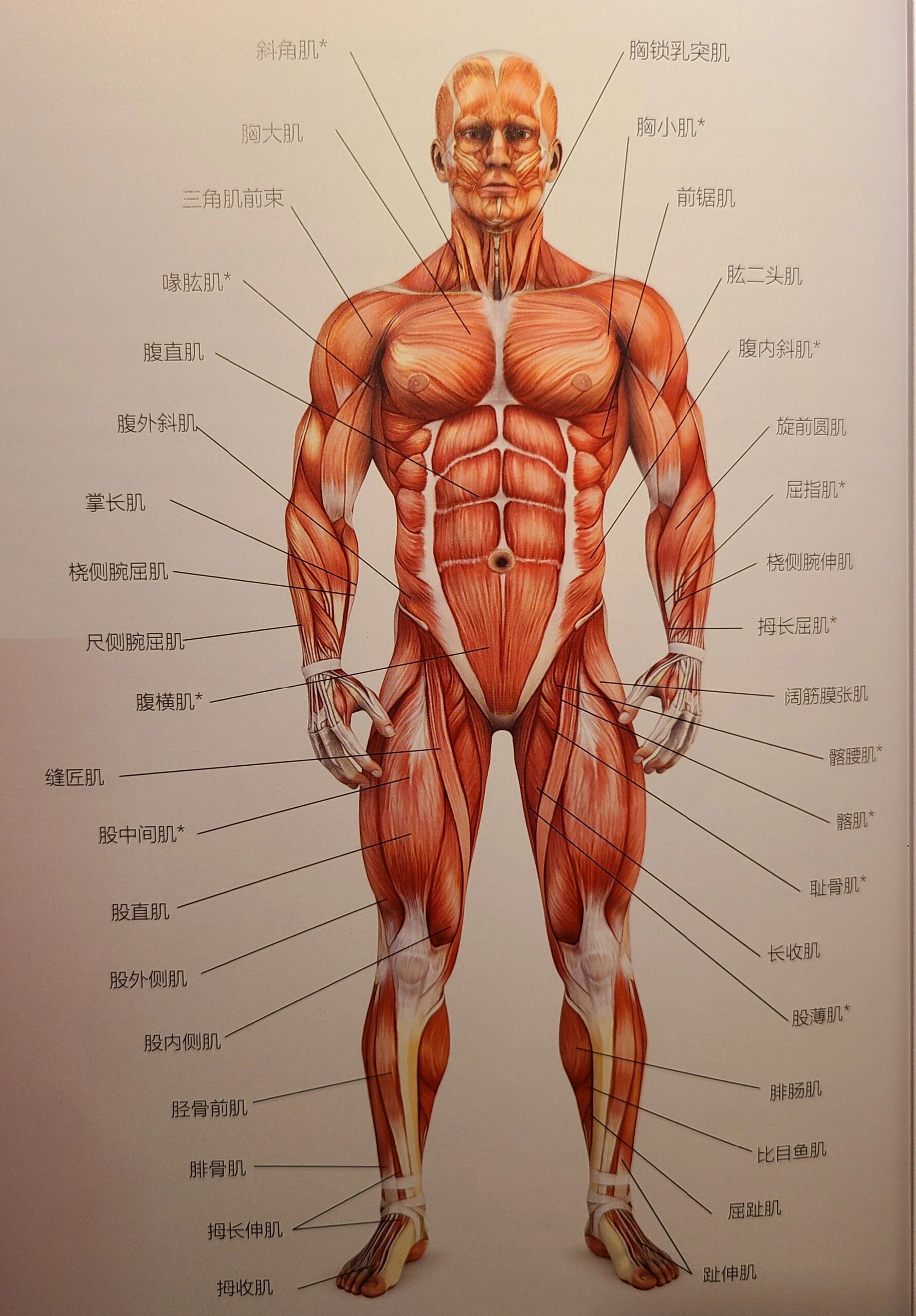 人体训练常涉及的肌肉位置及名称