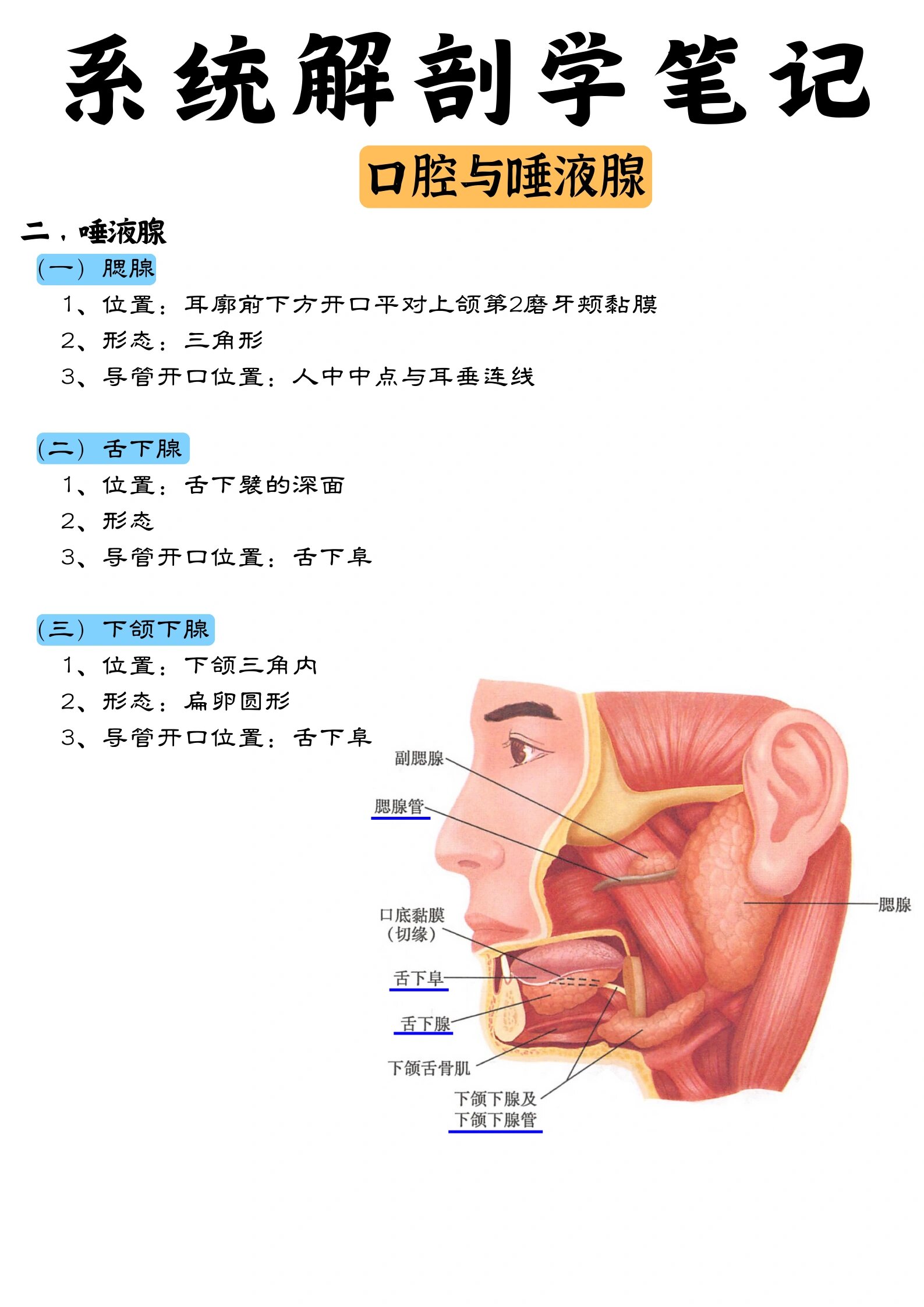 唾液腺位置图片