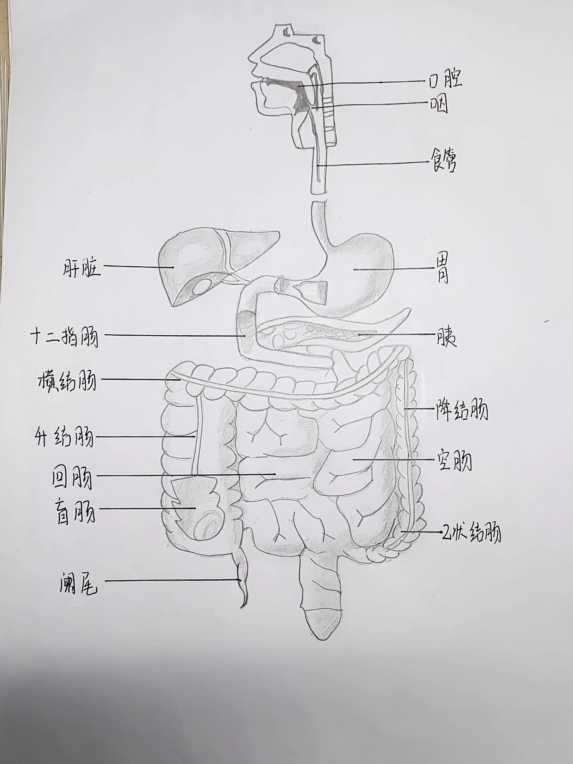 消化系统结构手绘图片